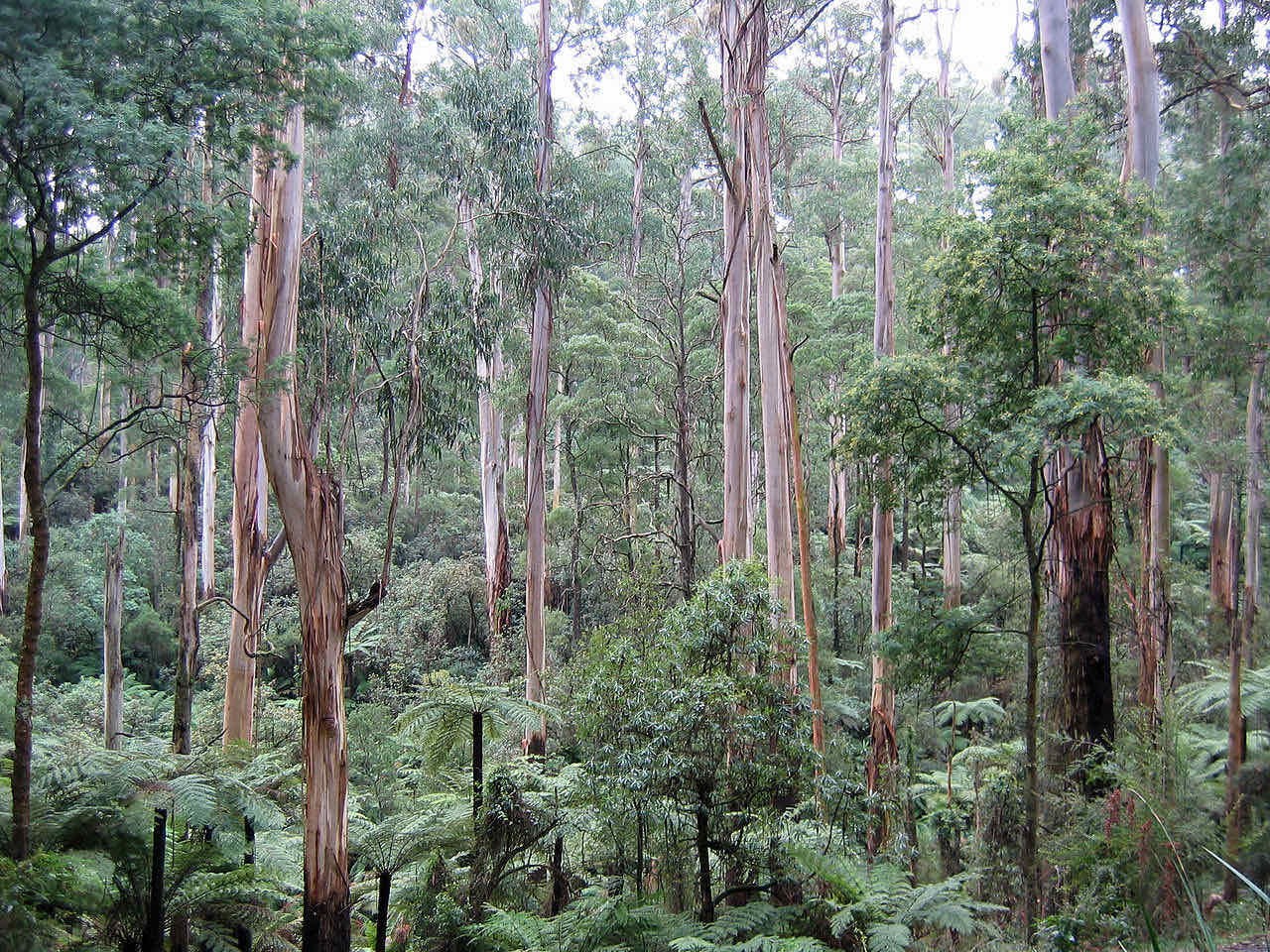 Tall trees in the forest of Trabuco Canyon